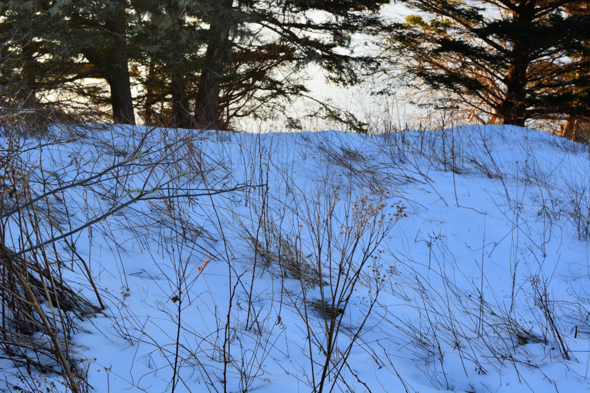 Grasses and snow