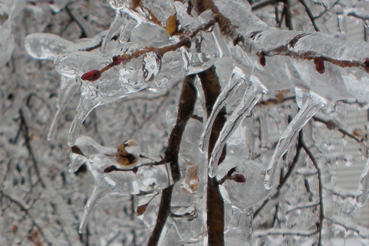 ice crystals on tree