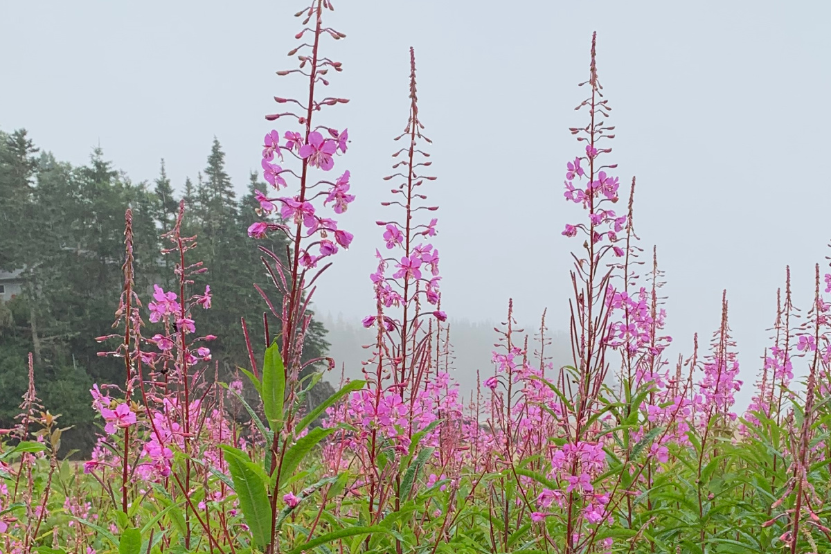 Fireweed on a foggy day