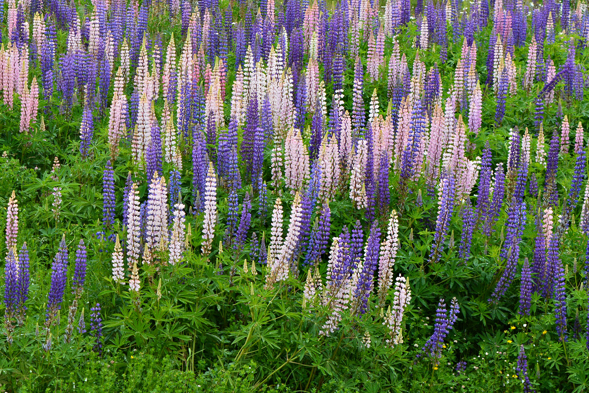 Filed of Lupins