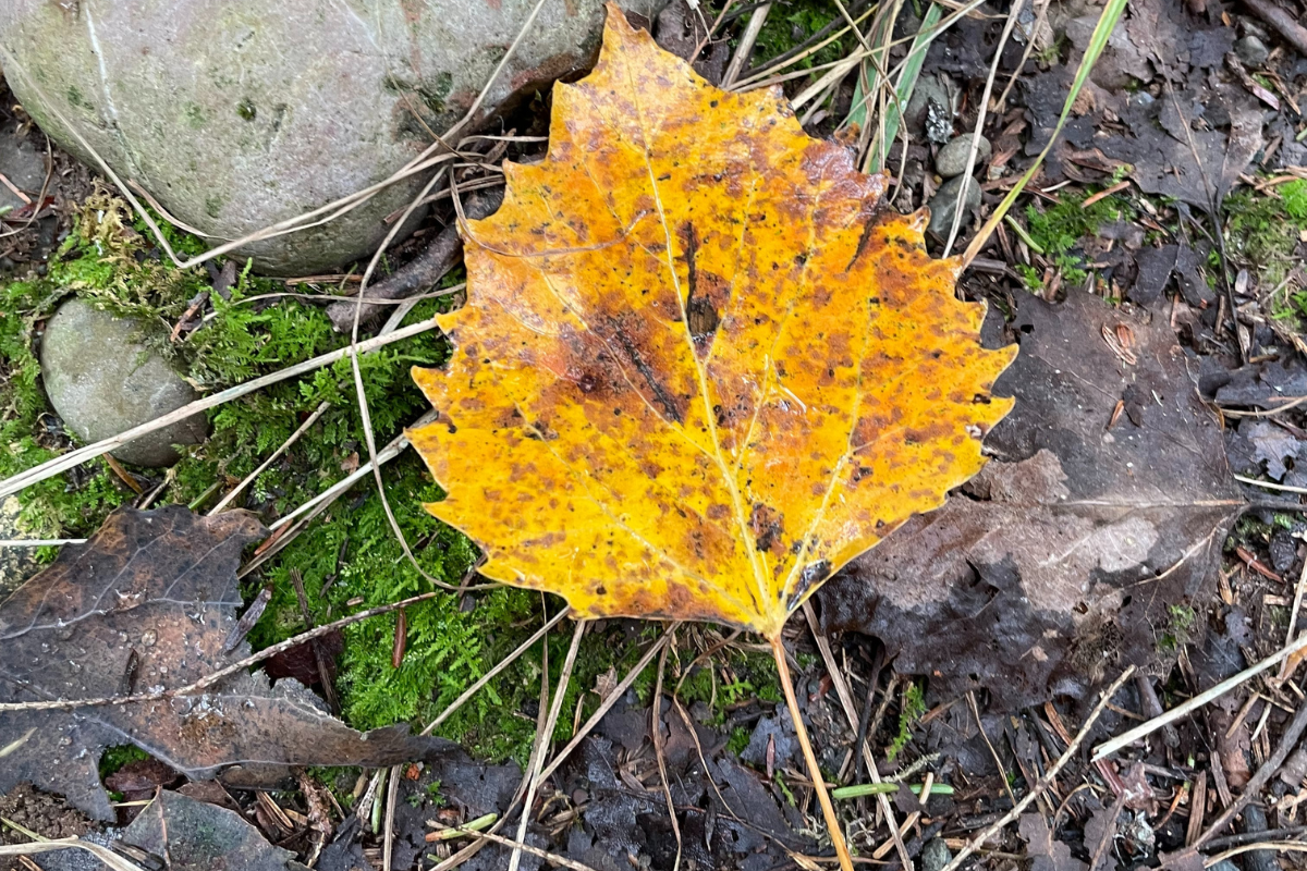 Leaf on ground